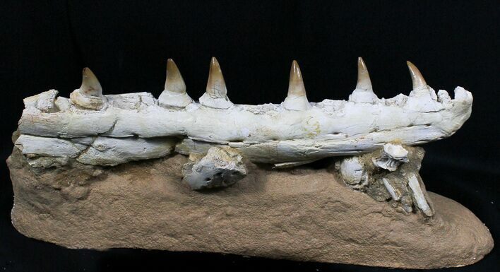 Beautifully Prepared Mosasaur Jaw Section #31589